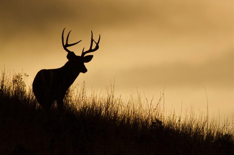 Kobalt Jagdsaison ist eröffnet