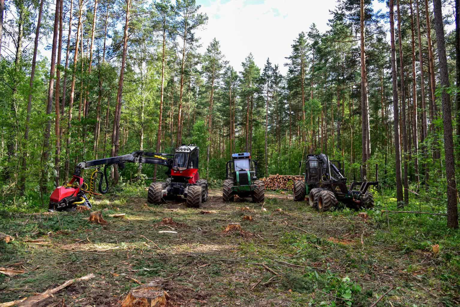 Aufschrei: "Der Wahnsinn geht weiter - Tesla will noch mehr Wald roden"