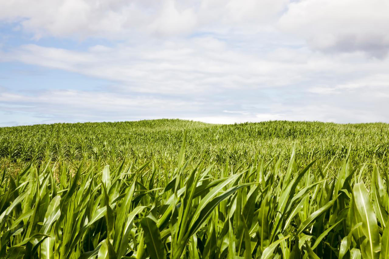 Toyota und Partner forschen an nachhaltigem Bioethanol